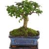 Bonsai Fukientee - Carmona Microphylla, Kugelförmig, 6 Jahre 1 Bonsai Fukientee - Carmona Microphylla, Kugelförmig, 6 Jahre -Gartenmöbelgeschäft 7977036 WE FS 001 BonsaiFukienteeCarmonaMicrophylla6JahreKugelformDehnerExpressHerzig