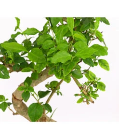 Bonsai Chinesischer Liguster - Ligustrum Sinensis, Anfänger-Set -Gartenmöbelgeschäft 7977069 WE DE 001 GeschenksetBonsaiChinesischerLigusterLigustrumSinensis6JahreDehnerExpressHerzig