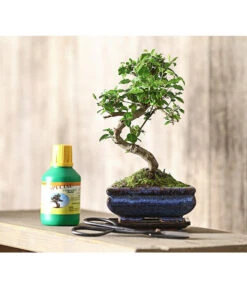 Bonsai Chinesischer Liguster - Ligustrum Sinensis, Anfänger-Set -Gartenmöbelgeschäft 7977069 WE MO 001 GeschenksetBonsaiChinesischerLigusterLigustrumSinensis6JahreDehnerExpressHerzig