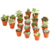 Mini Kakteen- & Sukkulenten-Set, Verschiedene Sorten, 20-teilig -Gartenmöbelgeschäft 7977358 WE FS 001 MiniKakteenUndSukkulenten20erMixDehnerExpressHerzig