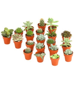 Mini Kakteen- & Sukkulenten-Set, Verschiedene Sorten, 20-teilig