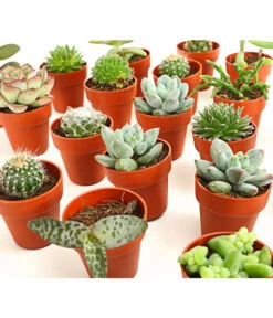Mini Kakteen- & Sukkulenten-Set, Verschiedene Sorten, 20-teilig -Gartenmöbelgeschäft 7977358 we DE 001 MiniKakteenUndSukkulenten20erMixDehnerExpressHerzig