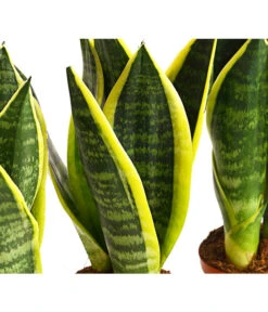 Bogenhanf - Sansevieria Trifasciata, 3er-Set -Gartenmöbelgeschäft 7977713 PR DE 001 SansevieriaTrifasciataBogenhanf3erSetT9StreckeDehnerExpressHerzig
