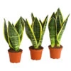 Bogenhanf - Sansevieria Trifasciata, 3er-Set 1 Bogenhanf - Sansevieria Trifasciata, 3er-Set -Gartenmöbelgeschäft 7977713 PR FS 001 SansevieriaTrifasciataBogenhanf3erMixT9StreckeDehnerExpressHerzig