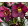 Schneerose 'Ice N' Roses® Red' - Helleborus Gold Collection® -Gartenmöbelgeschäft 8010969 PR DE 001 SchneeroseHelleborusRedRechteHeuger