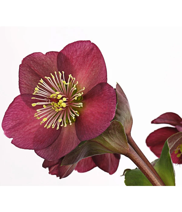 Schneerose 'Ice N' Roses® Red' - Helleborus Gold Collection® 7 Schneerose 'Ice N' Roses® Red' - Helleborus Gold Collection® – Bild 5