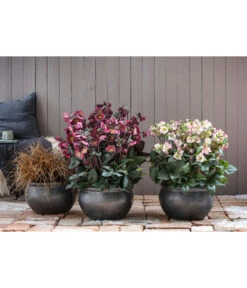 Schneerose 'Ice N' Roses® Red' - Helleborus Gold Collection® 10 Schneerose 'Ice N' Roses® Red' - Helleborus Gold Collection® -Gartenmöbelgeschäft 8028011 8010969 8044331 WE MO 001 HelleborusLenzroseChristroseBL17