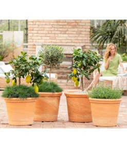 Spang Terrakotta-Topf Toscana, Rund -Gartenmöbelgeschäft 8037780 7120942 8092108 3697612 WE MO 001 SpaetsommerTerrasseCitrusOliveLavandulaFestuca