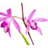 Dehner Japanorchidee - Gartenorchidee 2 Dehner Japanorchidee - Gartenorchidee -Gartenmöbelgeschäft 8049454 WE DE 001 JapanorchideeBletillaStriataT9DehnerExpressZS