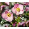 Schneerose 'Ice 'n' Roses® Early Rose' - Helleborus Gold Collection® -Gartenmöbelgeschäft 8096093 WE MO 002 SchneeroseHelleborusEarlyRose