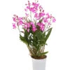Duft-Traubenorchidee - Dendrobium Kingianum 'Berry' -Gartenmöbelgeschäft 8250714 WE FS 001 DendrobiumBerryDuftT12OWDehnerExpressHerzig