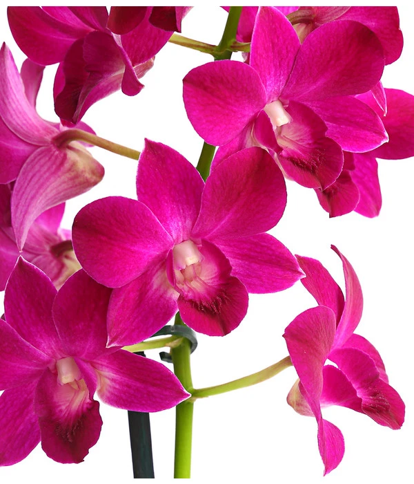 Dendrobium - Dendrobium Cultivaris, Verschiedene Sorten 4 Dendrobium - Dendrobium Cultivaris, Verschiedene Sorten – Bild 2
