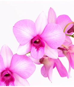 Dendrobium - Dendrobium Cultivaris, Verschiedene Sorten 8 Dendrobium - Dendrobium Cultivaris, Verschiedene Sorten -Gartenmöbelgeschäft 8250771 WE DE 002 DendrobiumSonderfarbenT12DehnerExpressHerzig