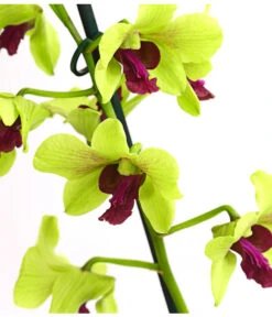 Dendrobium - Dendrobium Cultivaris, Verschiedene Sorten 9 Dendrobium - Dendrobium Cultivaris, Verschiedene Sorten -Gartenmöbelgeschäft 8250771 WE DE 003 DendrobiumSonderfarbenT12DehnerExpressHerzig