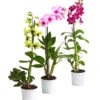Dendrobium - Dendrobium Cultivaris, Verschiedene Sorten -Gartenmöbelgeschäft 8250771 WE FS 001 DendrobiumSonderfarbenT12DehnerExpressHerzig