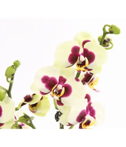 Schmetterlingsorchidee - Phalaenopsis Cultivars, Sonderfarben -Gartenmöbelgeschäft 8253213 WE DE 001 SchmetterlingsorchideePhalaneopsisPanda2TrieberT12OWDehnerExpressHerzig
