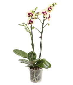Schmetterlingsorchidee - Phalaenopsis Cultivars, Sonderfarben -Gartenmöbelgeschäft 8253213 WE FS 001 SchmetterlingsorchideePhalaneopsisPanda2TrieberT12DehnerExpressHerzig