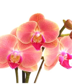 Schmetterlingsorchidee - Phalaenopsis Cultivars, Sonderfarben -Gartenmöbelgeschäft 8253726 WE DE 001 SchmetterlingsorchideePhalaenopsisMarigold2TrieberDehnerExpressHerzig