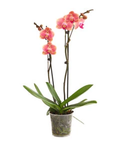 Schmetterlingsorchidee - Phalaenopsis Cultivars, Sonderfarben -Gartenmöbelgeschäft 8253726 WE FS 001 SchmetterlingsorchideePhalaenopsisMarigold2TrieberDehnerExpressHerzig