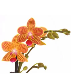 Schmetterlingsorchidee - Phalaenopsis Cultivars, Sonderfarben -Gartenmöbelgeschäft 8254005 WE DE 001 SchmetterlingsorchideePhalaenopsisGoldstaffT12PremiumDehnerExpressHerzig