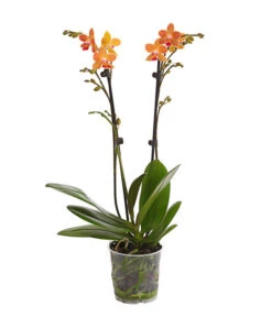 Schmetterlingsorchidee - Phalaenopsis Cultivars, Sonderfarben -Gartenmöbelgeschäft 8254005 WE FS 001 SchmetterlingsorchideePhalaenopsisGoldstaffT12PremiumDehnerExpressHerzig