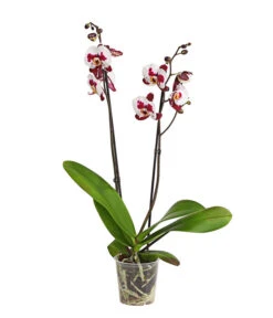Schmetterlingsorchidee - Phalaenopsis Cultivars, Sonderfarben -Gartenmöbelgeschäft 8254021 PR FS 001 SchmetterlingsorchideePhalaenopsisSonderfarben2TrieberDehnerExpressHerzig