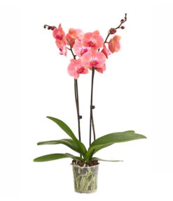 Schmetterlingsorchidee - Phalaenopsis Cultivars, Sonderfarben -Gartenmöbelgeschäft 8254708 WE FS 001 OWSchmetterlingsorchideePhalaenopsisDutchDivaT12DehnerExpressHerzig