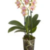 Duft-Schmetterlingsorchidee - Phalaenopsis Cultivaris 'Liodoro' -Gartenmöbelgeschäft 8254849 PR FS 001 SchmetterlingsorchideePhalaenopsisDuftLiodoro2TrieberT12DehnerExpressZS