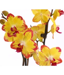 Schmetterlingsorchidee - Phalaenopsis Cultivars, Sonderfarben -Gartenmöbelgeschäft 8256943 WE DE 001 SchmetterlingsorchideePhalaenopsisBeeStingT12PremiumDehnerExpressHerzig