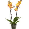 Schmetterlingsorchidee - Phalaenopsis Cultivars, Sonderfarben -Gartenmöbelgeschäft 8256943 WE FS 001 SchmetterlingsorchideePhalaenopsisBeeStingT12PremiumDehnerExpressHerzig