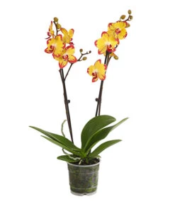 Schmetterlingsorchidee - Phalaenopsis Cultivars, Sonderfarben
