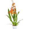 Cambria-Orchidee - Cambria-Hybride 'Catatanthe' 2 Cambria-Orchidee - Cambria-Hybride 'Catatanthe' -Gartenmöbelgeschäft 8258451 PR FS 001 CambriaCatatanthe1TrieberT12DehnerExpressHerzig