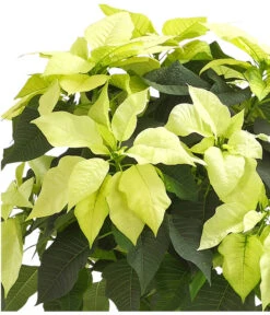 Weihnachtsstern - Euphorbia Pulcherrima, Stämmchen -Gartenmöbelgeschäft 8258899 WE DE 001 PoinsettienStammWeissWeihnachtsstern