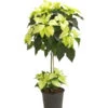 Weihnachtsstern - Euphorbia Pulcherrima, Stämmchen -Gartenmöbelgeschäft 8258899 we FS 001 PoinsettienStammWeissWeihnachtsstern