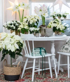 Weihnachtsstern - Euphorbia Pulcherrima, Stämmchen -Gartenmöbelgeschäft 8260267 WE MO 001 WeihnachtsblueherEuphorbiaPulcherrima