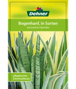 Bogenhanf - Sansevieria Cylindrica 'Mikado' -Gartenmöbelgeschäft 82686741 8268591 8268807 8296782 8268799 8241077 Bogenhanf 1