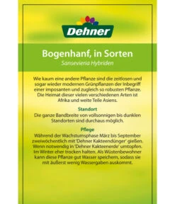 Bogenhanf - Sansevieria Cylindrica 'Mikado' -Gartenmöbelgeschäft 82686741 8268591 8268807 8296782 8268799 8241077 Bogenhanf 2