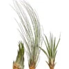 XXL Tillandsien-Set - Tillandsia Hybride, 3-teilig -Gartenmöbelgeschäft 8270324 WE FS 001 TillandsienXXL3erSetDehnerExpressHerzig1