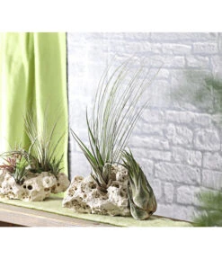 XXL Tillandsien-Set - Tillandsia Hybride, 3-teilig 7 XXL Tillandsien-Set - Tillandsia Hybride, 3-teilig -Gartenmöbelgeschäft 8270324 WE MO 001 TillandsienXXL3erSetDehnerExpressHerzig