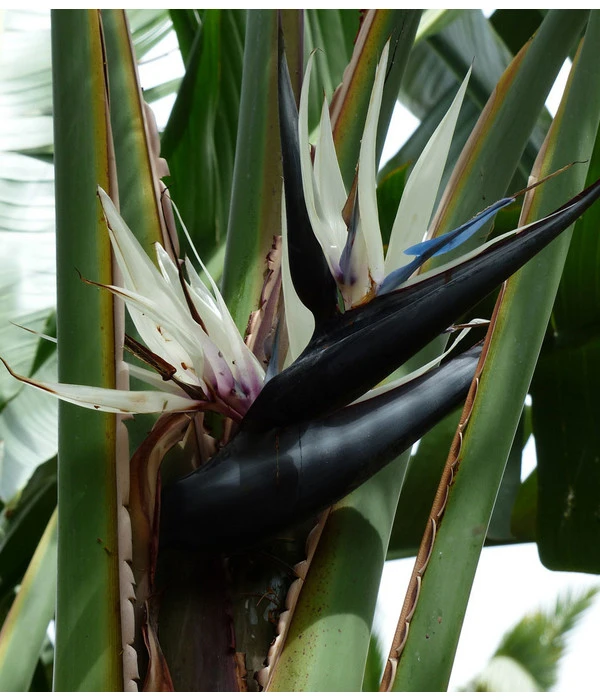 Weiße Strelitzie - Strelitzia Alba 4 Weiße Strelitzie - Strelitzia Alba – Bild 2