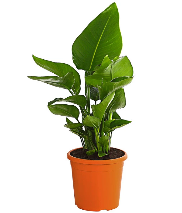 Weiße Strelitzie - Strelitzia Alba 3 Weiße Strelitzie - Strelitzia Alba