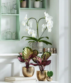 Dehner Beton-Übertopf Nola, Rund, Grau-kupfer -Gartenmöbelgeschäft 8280505 WE MO 001 PhalaenopsisHerzT12