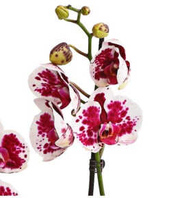 Schmetterlingsorchidee - Phalaenopsis Cultivars, Sonderfarben -Gartenmöbelgeschäft 8283269 WE DE 002 SchmetterlingsorchideePhalaenopsisSparklingMoments2TrieberT12DehnerExpressHerzig