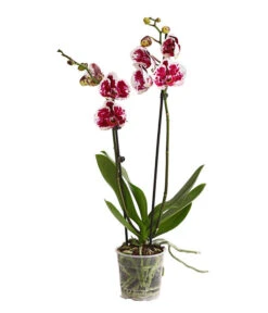 Schmetterlingsorchidee - Phalaenopsis Cultivars, Sonderfarben -Gartenmöbelgeschäft 8283269 WE FS 001 SchmetterlingsorchideePhalaenopsisSparklingMoments2TrieberT12DehnerExpressHerzig
