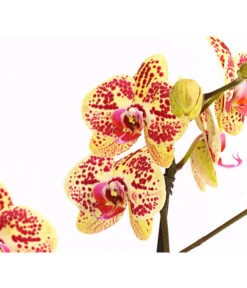 Schmetterlingsorchidee - Phalaenopsis Cultivars, Sonderfarben -Gartenmöbelgeschäft 8283392 WE DE 001 SchmetterlingsorchideePhalaenosisTotalCool2TrieberT12OWDehnerExpressHerzig