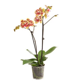Schmetterlingsorchidee - Phalaenopsis Cultivars, Sonderfarben -Gartenmöbelgeschäft 8283392 WE FS 001 SchmetterlingsorchideePhalaenosisTotalCool2TrieberT12OWDehnerExpressHerzig