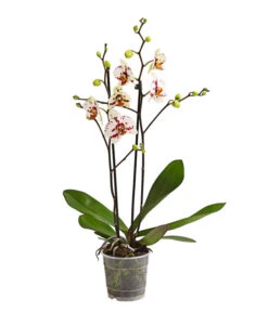 Schmetterlingsorchidee - Phalaenopsis Cultivars, Sonderfarben -Gartenmöbelgeschäft 8283400 WE FS 001 SchmetterlingsorchideePhalaenopsisGoodTimes2TrieberPremiumDehnerExpressHerzig