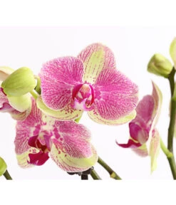 Schmetterlingsorchidee - Phalaenopsis Cultivars, Sonderfarben -Gartenmöbelgeschäft 8283475 WE DE 001 SchmetterlingsorchideePhalaenopsisMarshmellow2TrT12DehnerExpressHerzig