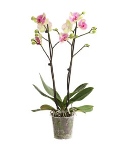 Schmetterlingsorchidee - Phalaenopsis Cultivars, Sonderfarben -Gartenmöbelgeschäft 8283475 WE FS 001 SchmetterlingsorchideePhalaenopsisMarshmellow2TrT12DehnerExpressHerzig