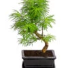 Outdoor-Bonsai Goldlärche - Pseudolarix Amabilis -Gartenmöbelgeschäft 8286221 PR FS 001 LaercheLarixSFormOhneSchaleT15DehnerExpressHerzig